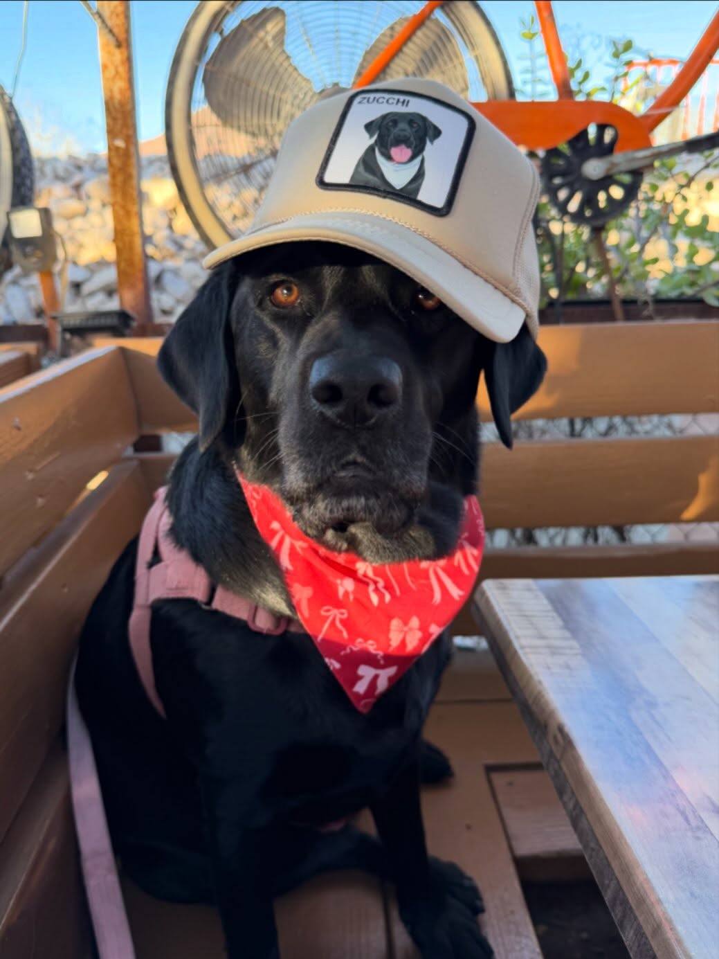 Customer photograph shared with PetCap