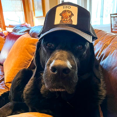 PetCap customer photo