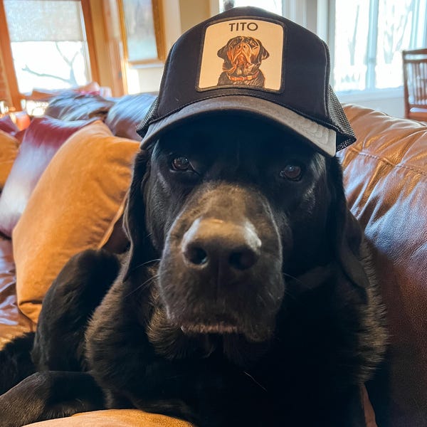 Customer PetCap photo